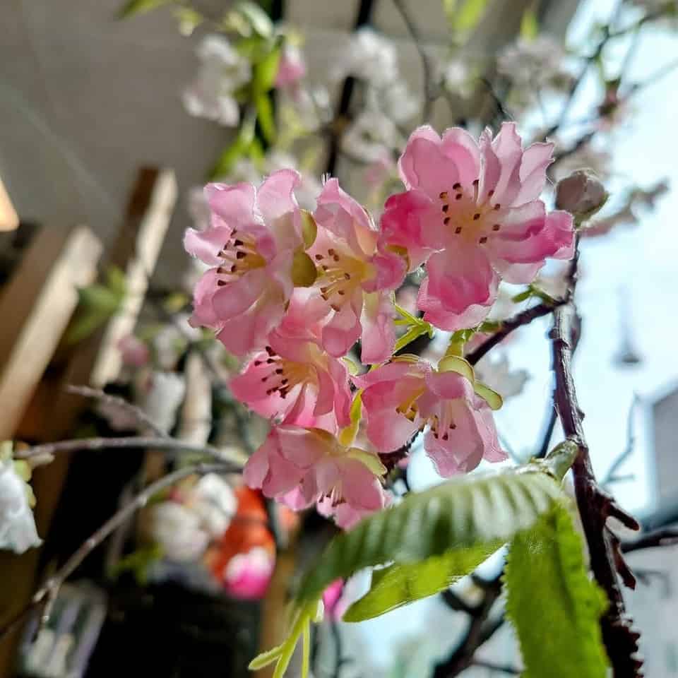 ✨ Maj bliver noget helt særligt hos os! ✨
Som i ved, har vi allerede taget nogle store skridt, for at få butikken til at blomstre, og vi er virkelig spændte på at se hvor det fører os hen! 🌸
Vi kan næsten ikke vente med at præsentere jer for endnu flere nyheder – og vi håber, I er lige så spændte som vi er! 🫶
Så følg med – Vi glæder os til at dele det hele med jer! 🎉
Med venlig hilsen
Kristina & Daniel 🐾
#danskwebshop #fysiskbutik #kæledyr #selvstændigekvinder #selvstændig #byenspoter