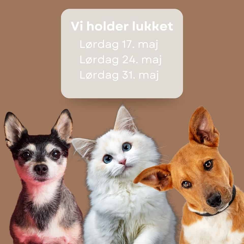 INFO ℹ️
Vi holder lukket i butikken alle lørdage i maj 🔒
• Lørdag 17. maj – Lukket pga. familie
• Lørdag 24. maj – Lukket pga. karneval
• Lørdag 31. maj – Lukket pga. Hjallerup Marked
Tak for jeres forståelse – vi glæder os til at se jer på hverdage i stedet!
Med venlig hilsen
Kristina 🐾
#danskwebshop #fysiskbutik #kæledyr #selvstændigekvinder #selvstændig #byenspoter #åbningstider #lukket #komigen