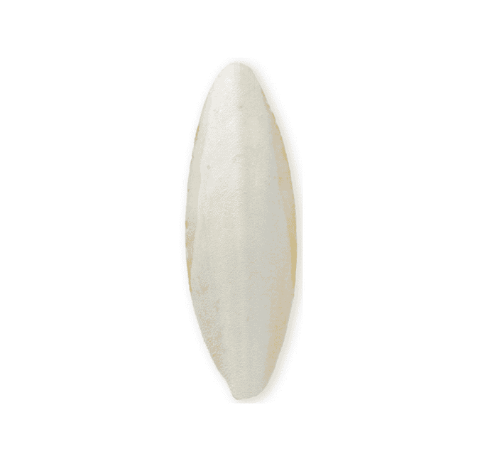 Ozami Sepiaskal Ozami Sepiaskal