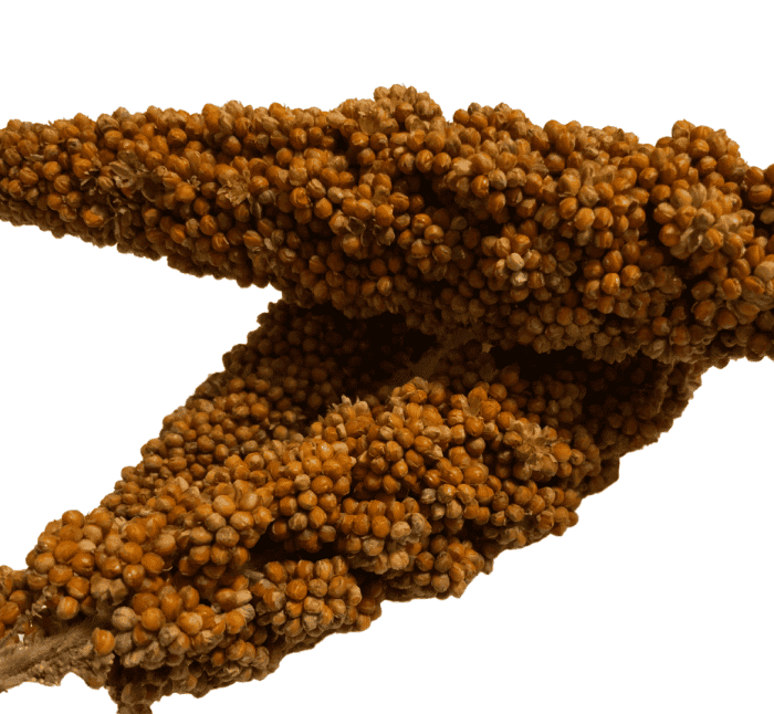 Røde Hirsekolber Røde hirsekolber