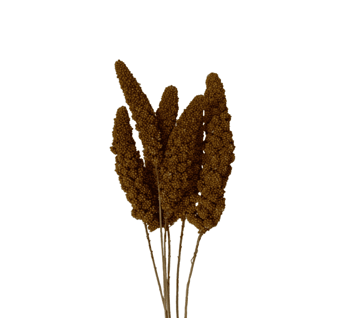 røde hirsekolber røde hirsekolber