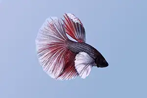 Kategori: Akvarie