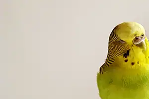 Kategori: Fugl