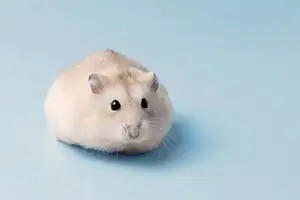 hamster urbanpet