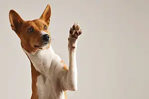Kategori: Hund