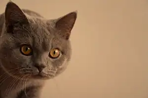kat urbanpet